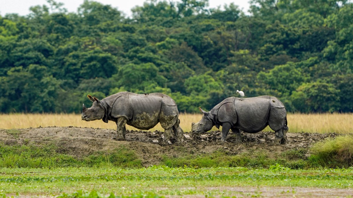 Two rhinos spotted at Pobitora Wildlife Sanctuary in Morigaon