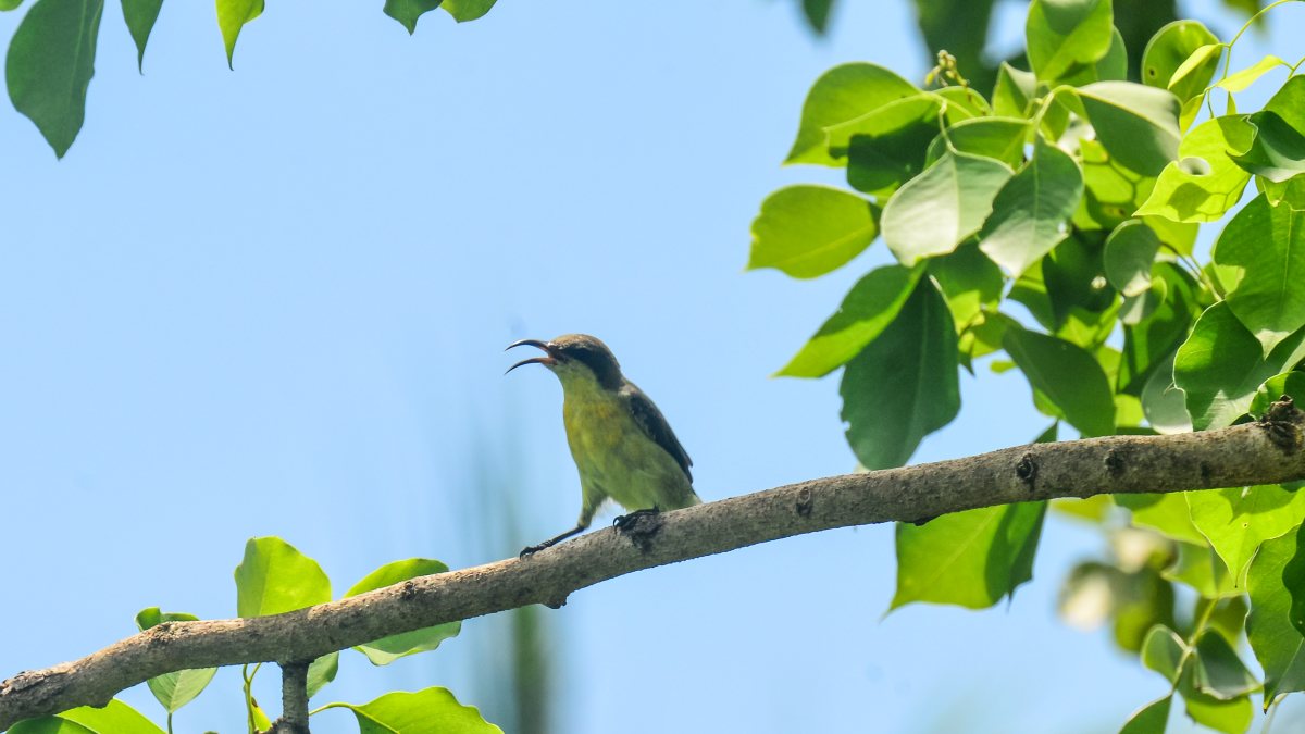 Garden Sunbird perches on a branch in Siliguri