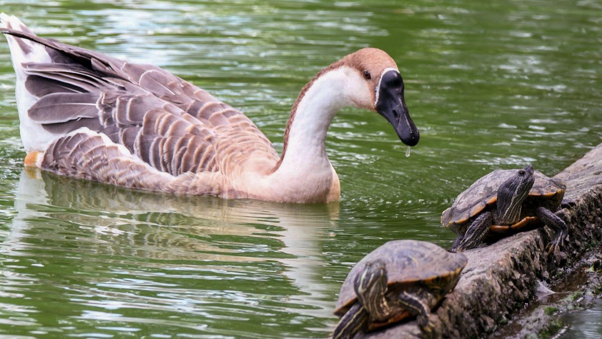 Swan goose and turtles gather at Jorpukhuri Pond in Guwahati