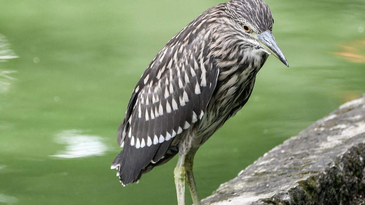 Heron and turtle share a quiet moment at Guwahati pond