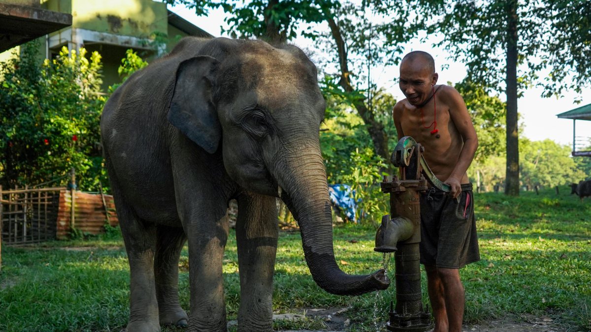 Elephant quenches thirst at tube well in Assam sanctuary