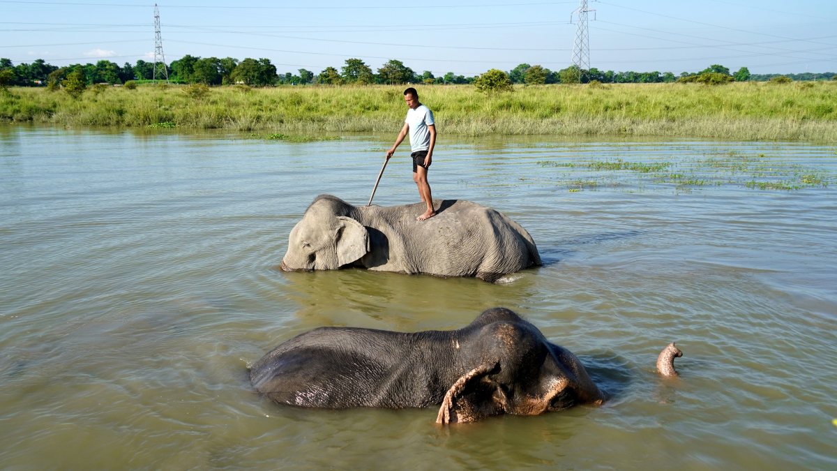 Elephants enjoy a refreshing bath with mahouts in Morigaon