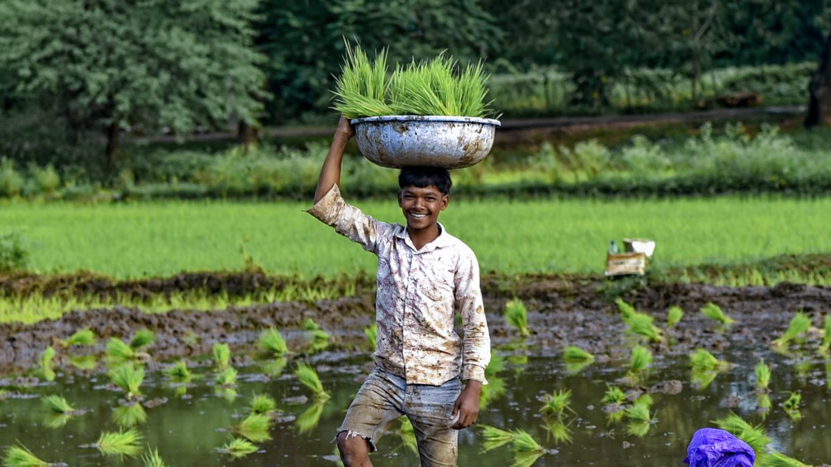 Child helps women transplant rice seedlings in Nagpur paddy field