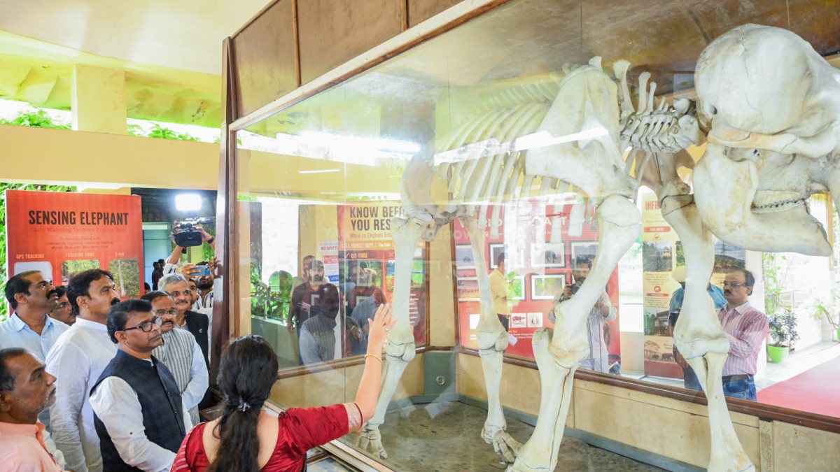 Odisha minister inspects elephant skeleton on World Elephant Day