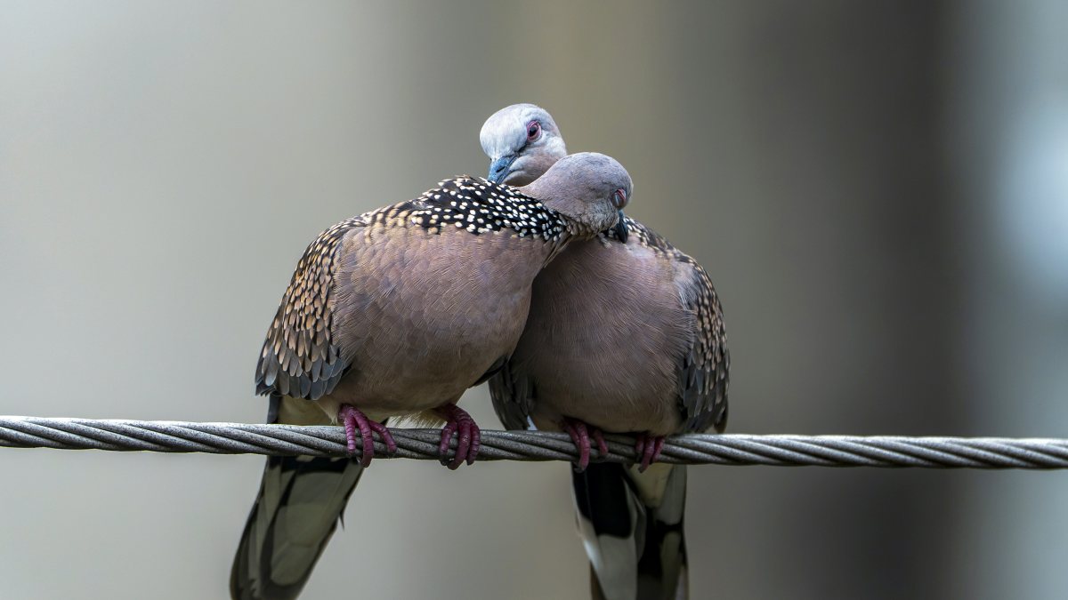 Spotted doves perch together on cable wire in Siliguri