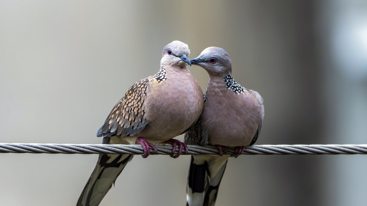 Spotted doves perch together on cable wire in Siliguri
