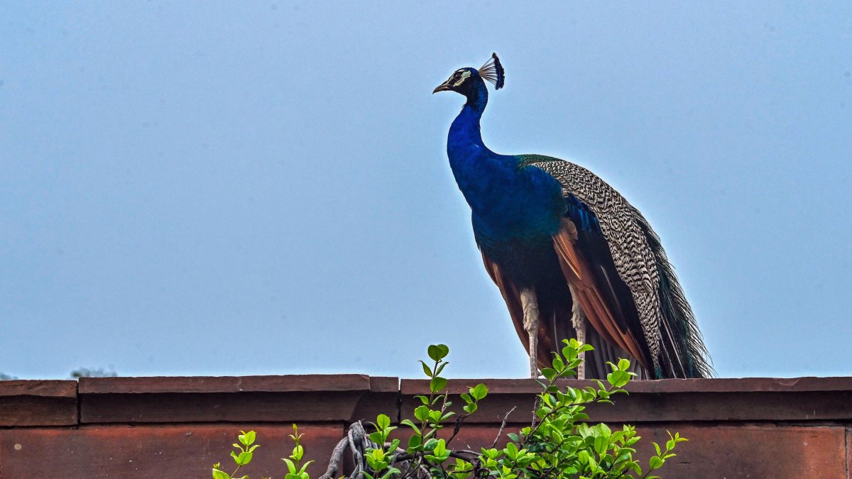Peacock perches on wall at Amrit Udyan media preview