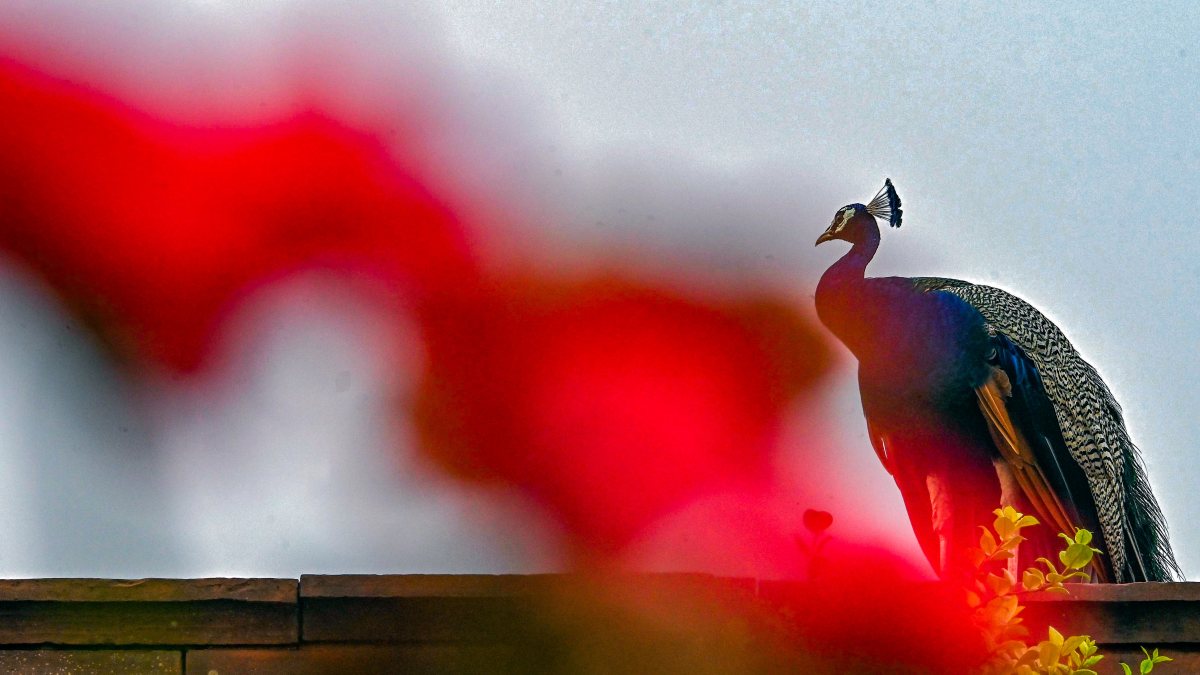 Peacock perches at Amrit Udyan summer preview in New Delhi