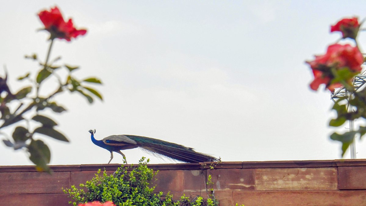 Peacock perches on wall at Amrit Udyan preview in Delhi