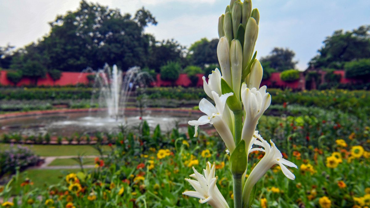 Amrit Udyan summer edition fountain dazzles at Rashtrapati Bhavan