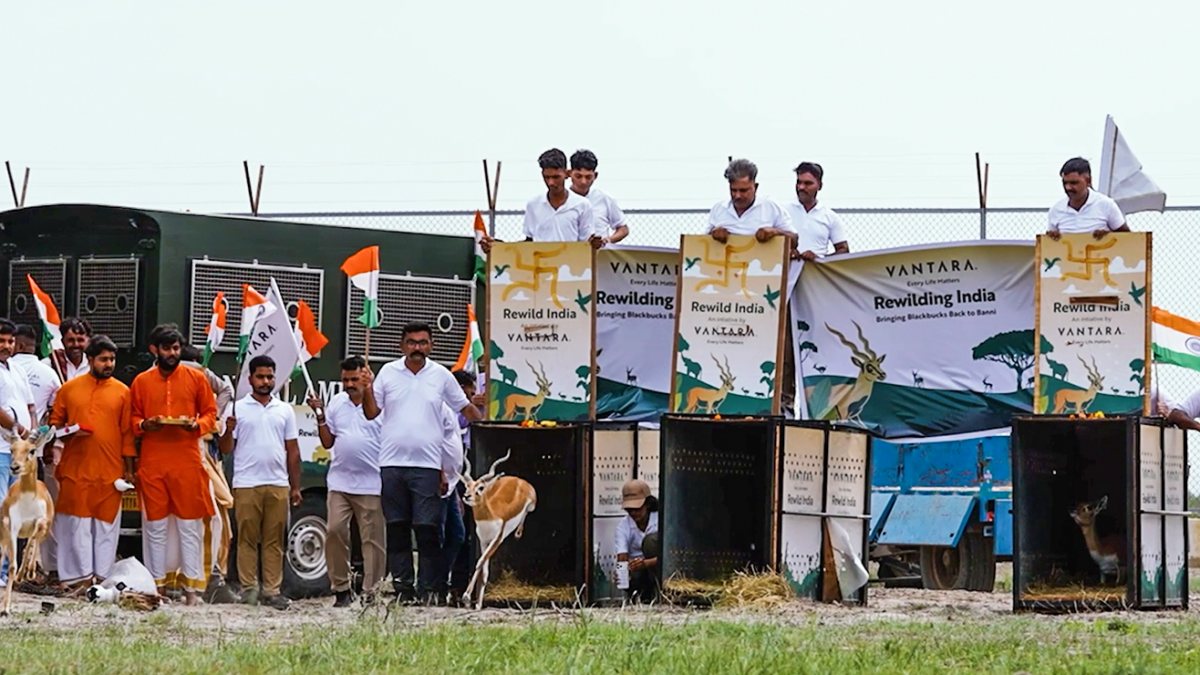 20 blackbucks released into Banni Grasslands on Independence Day