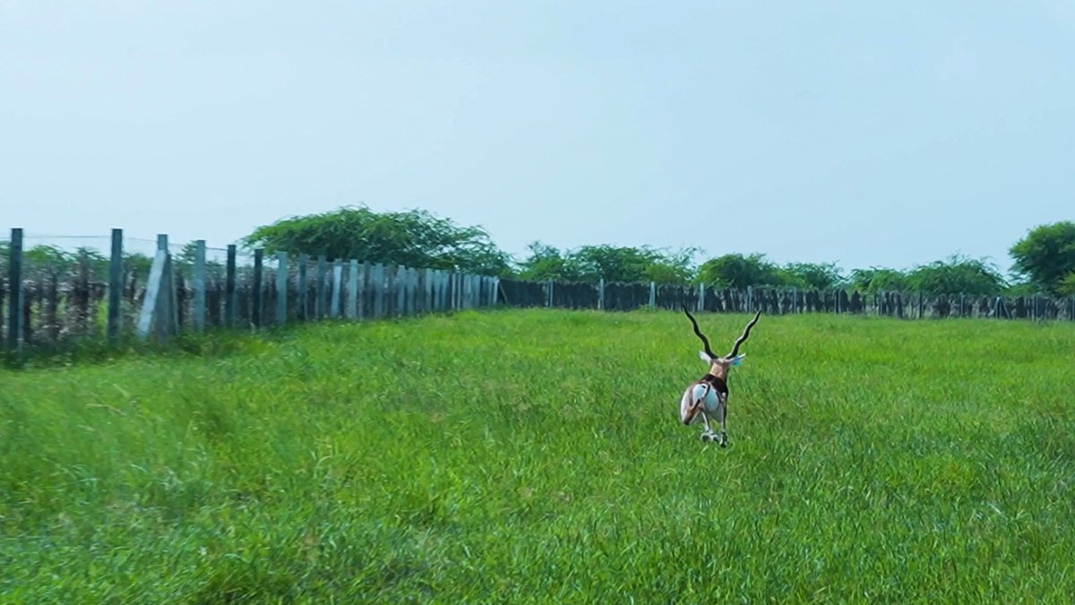 20 blackbucks released into Banni Grasslands on Independence Day