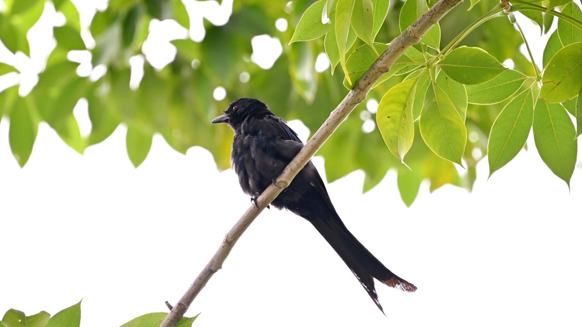Black Drongo perches on tree branch at Ghaziabad park