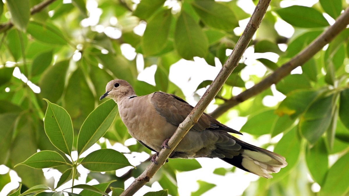 Rare Eurasian Collared Dove spotted in Ghaziabad park