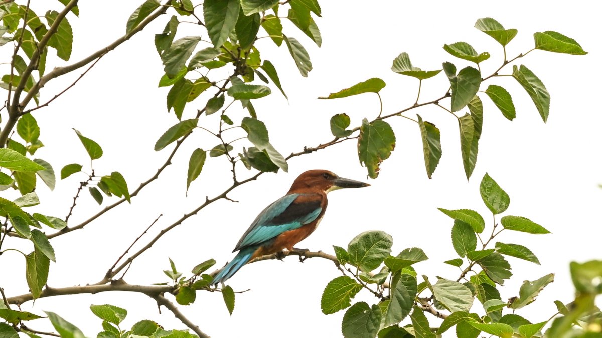 White-throated kingfisher spotted at Ghaziabad park