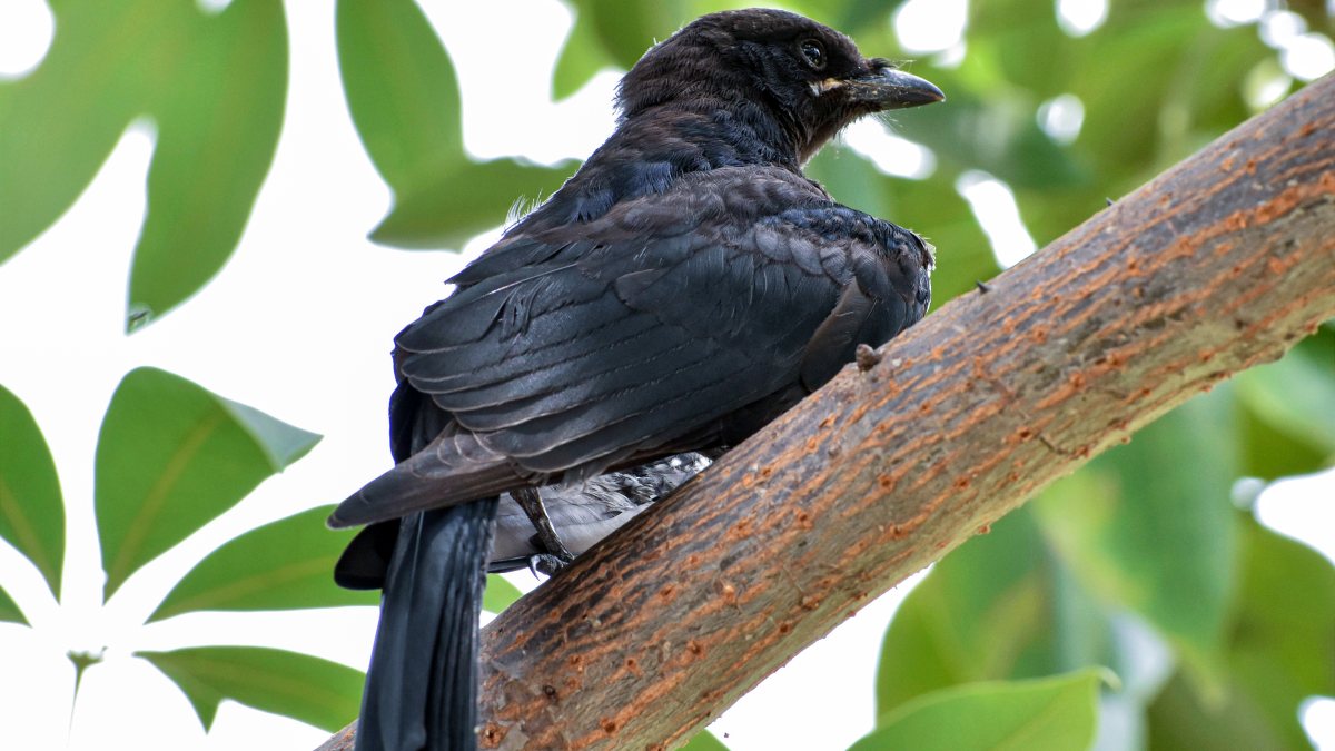 Black drongo bird perches on tree branch at Ghaziabad park