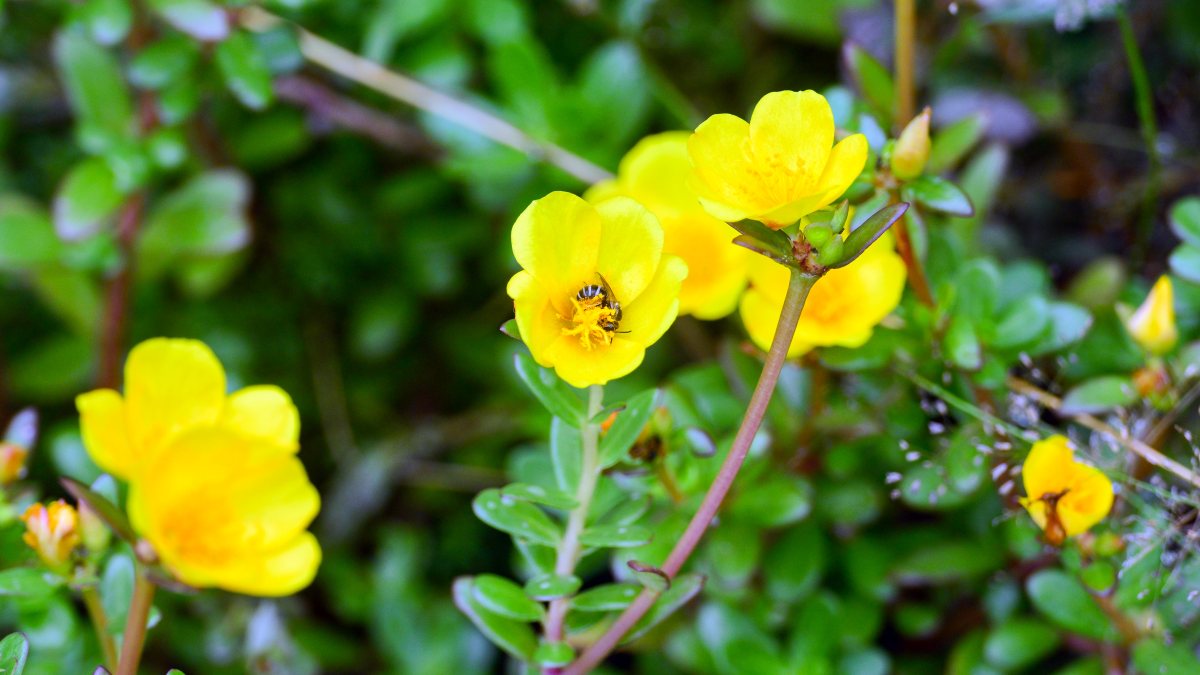 Honey bee collects nectar from flowers in Siliguri