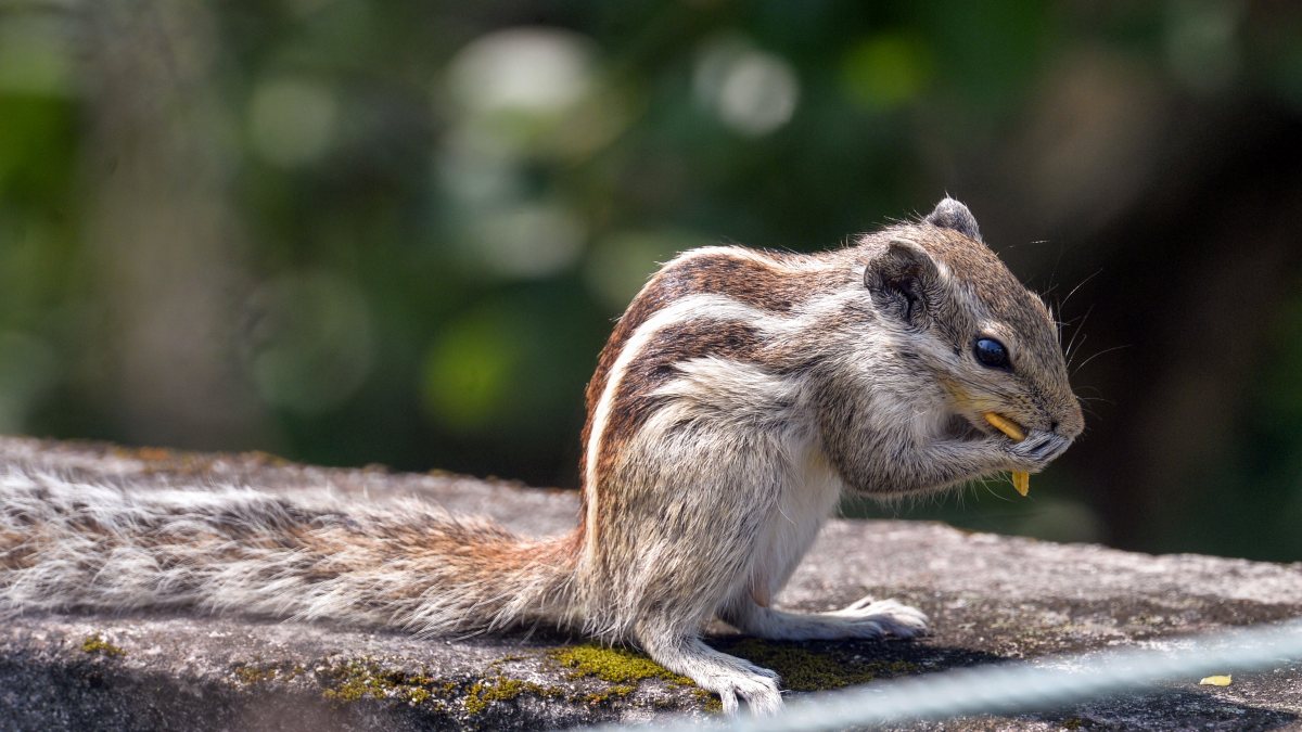 Squirrel munches on food atop a wall in Siliguri