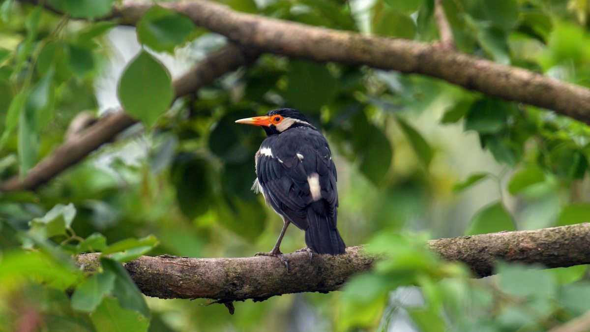 Pied Myna perches on tree branch in Siliguri