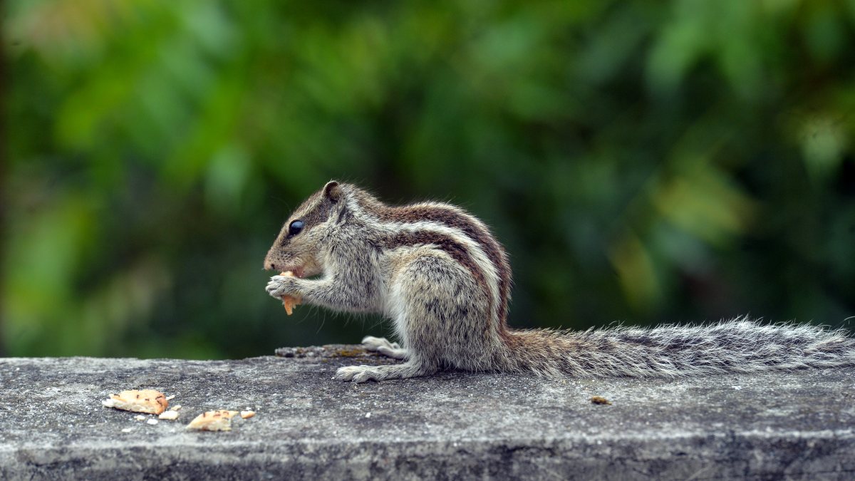 Squirrel munches biscuits on Siliguri wall