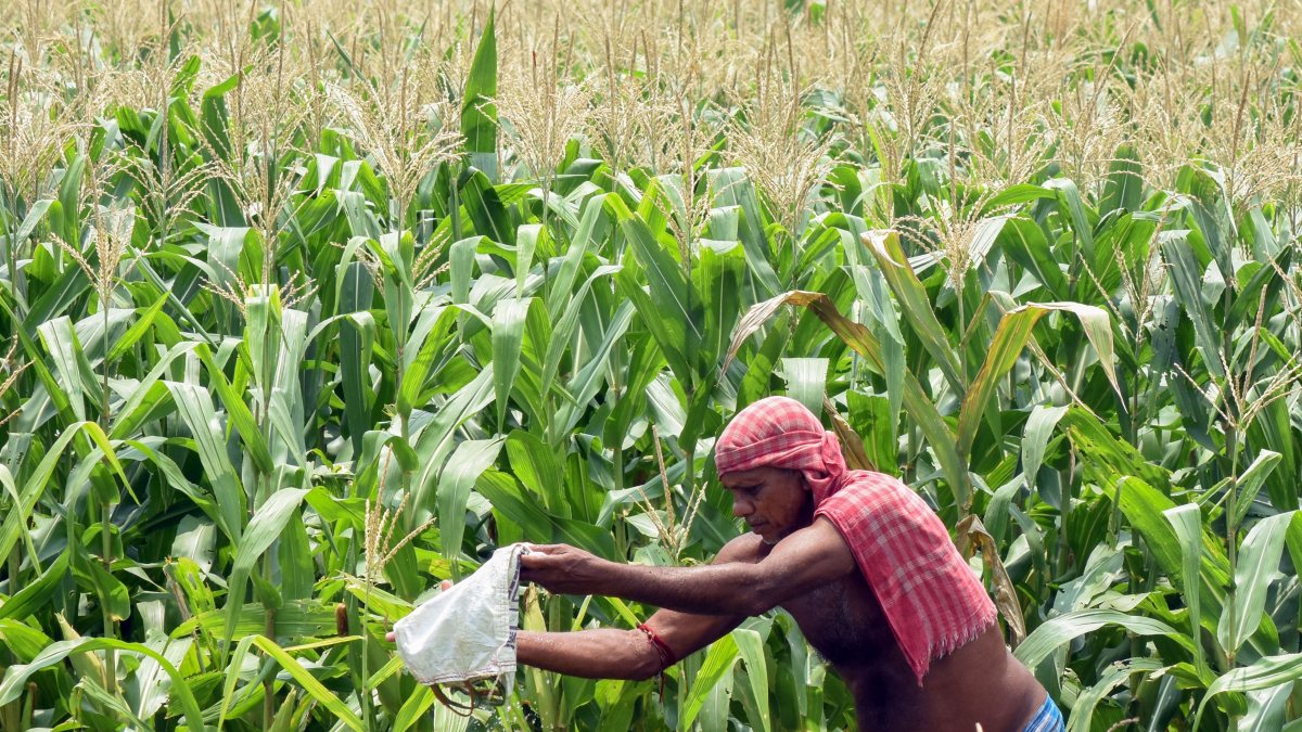 Kolkata farmer tends corn plant at Dhapa farmland