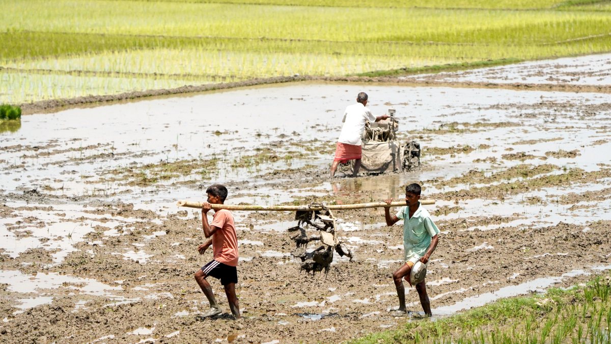 Farmers head to fields for paddy cultivation in Morigaon