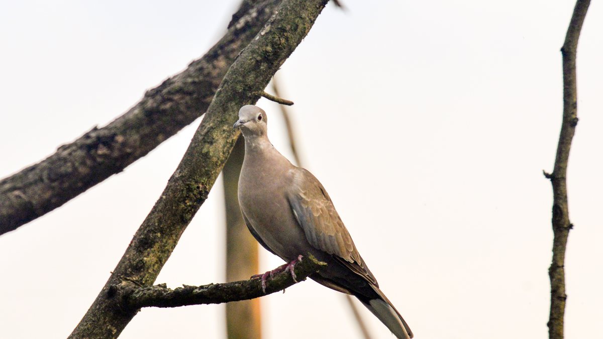 Eurasian collared dove perches on tree branch in Siliguri