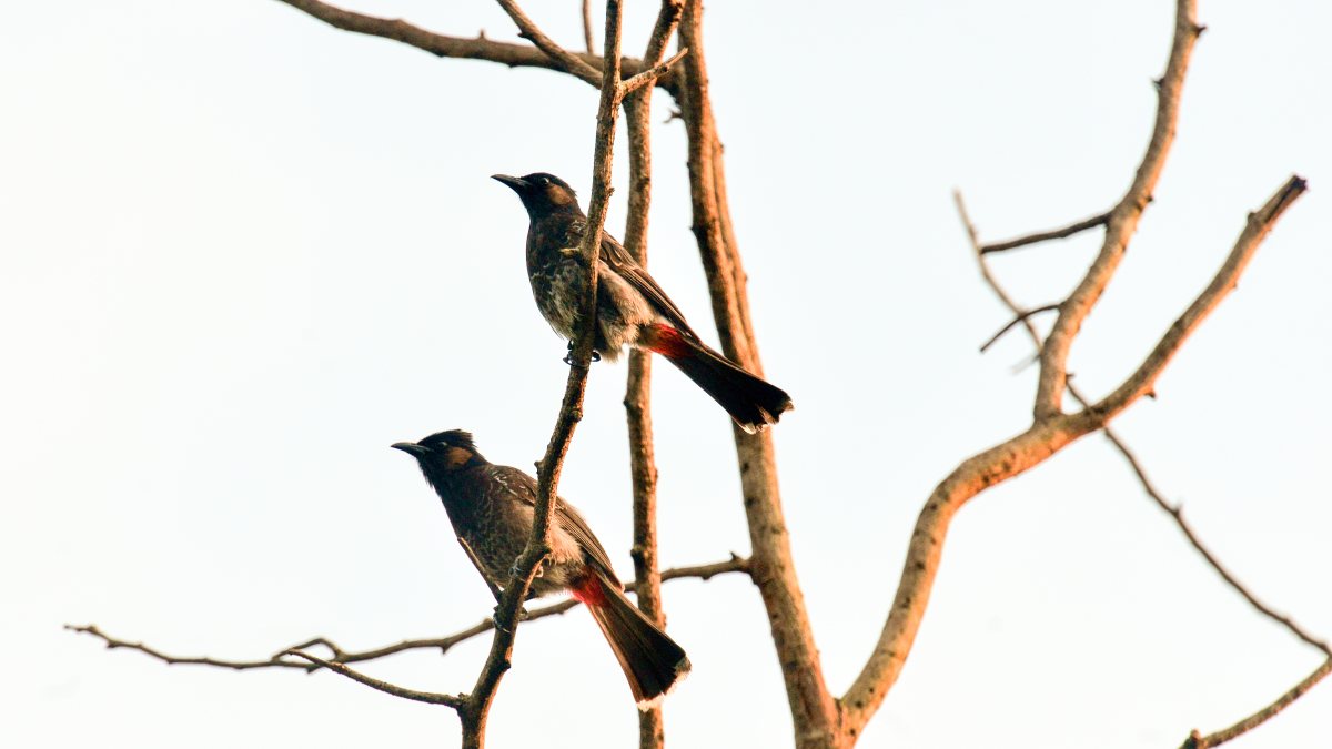 Red-vented bulbuls perch on a tree branch in Siliguri