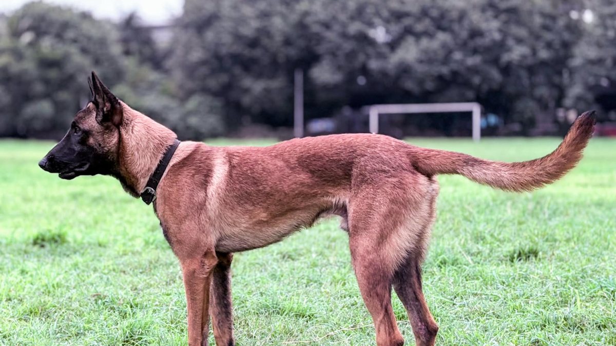 Mumbai police dogs to stay with handlers after retirement