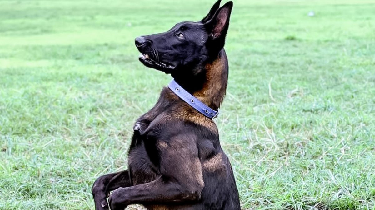 Mumbai police dogs to stay with handlers after retirement