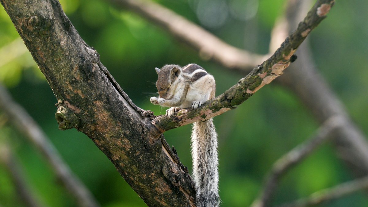 Squirrel perches on tree branch in search of food in Siliguri