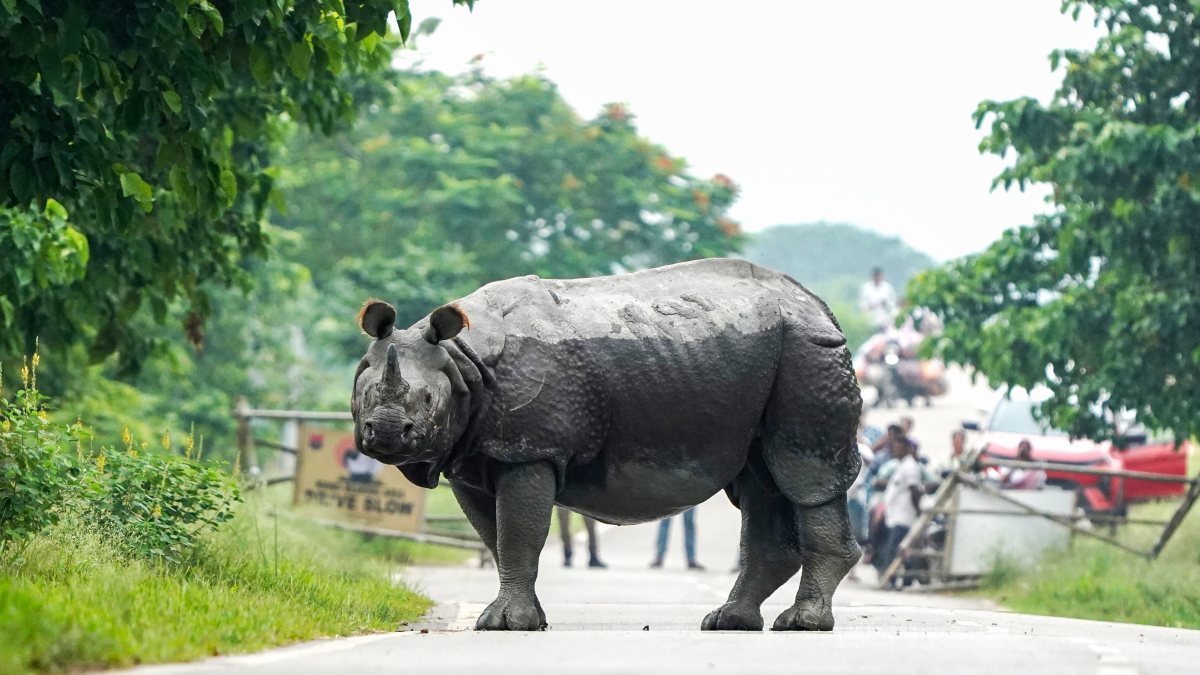 One-horned rhino returns to Pobitara Wildlife Sanctuary