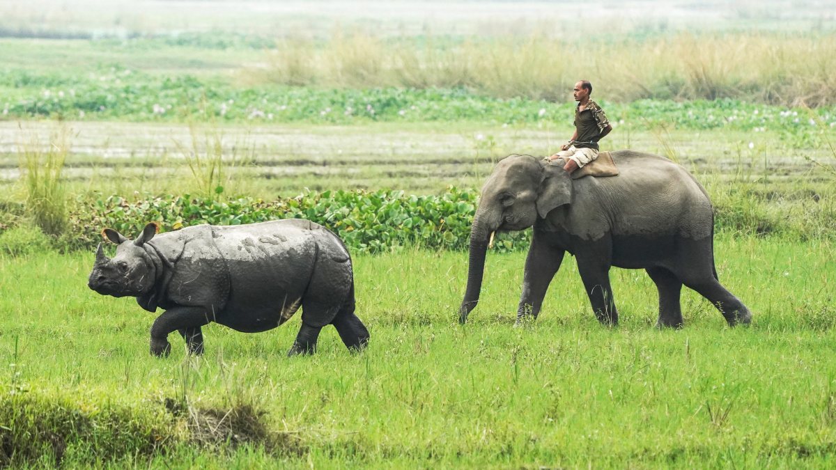 Elephant guides stray rhino back to Pobitara sanctuary