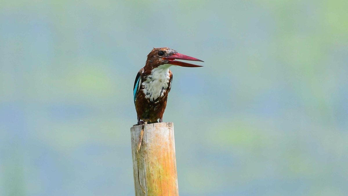 White-throated kingfisher perches on bamboo pole in Nagaon