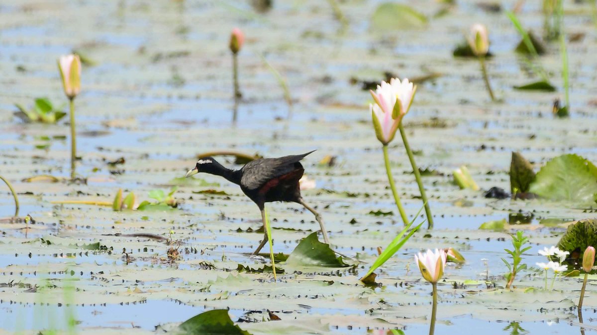 Lesser jacana forages on Nagaon wetland