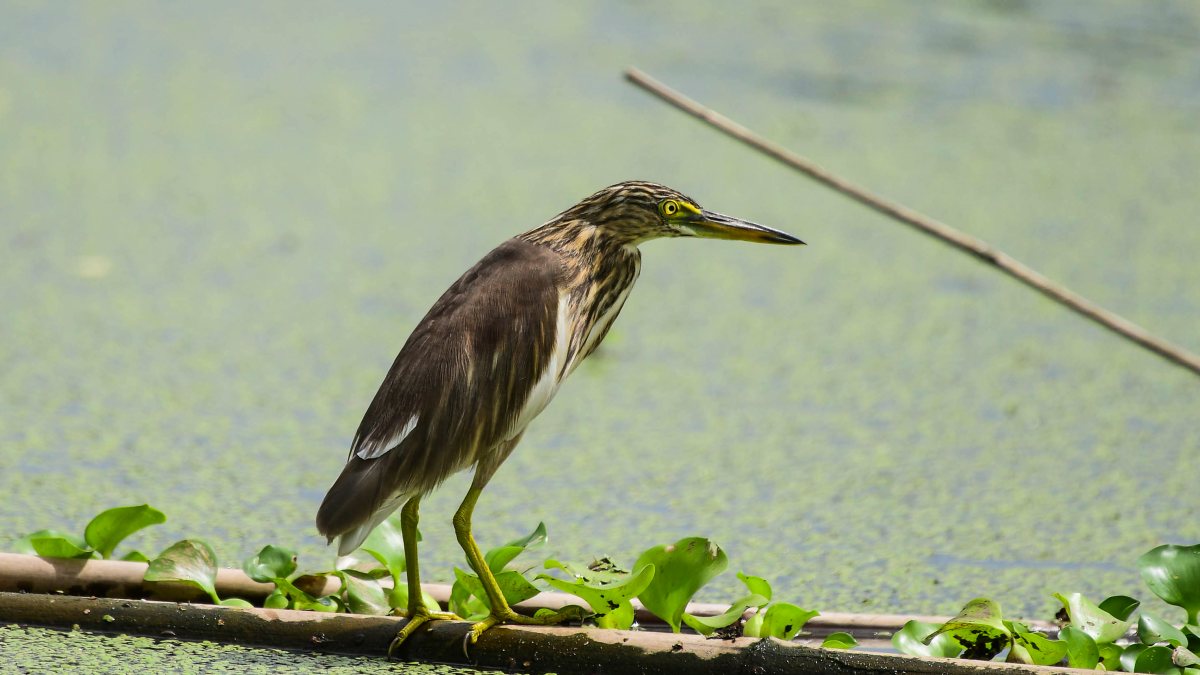 Pond heron hunts for food in Nagaon pond