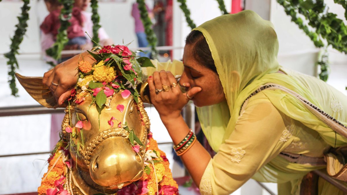 Devotee whispers wishes in Nandi's ear on Sawan Shivratri