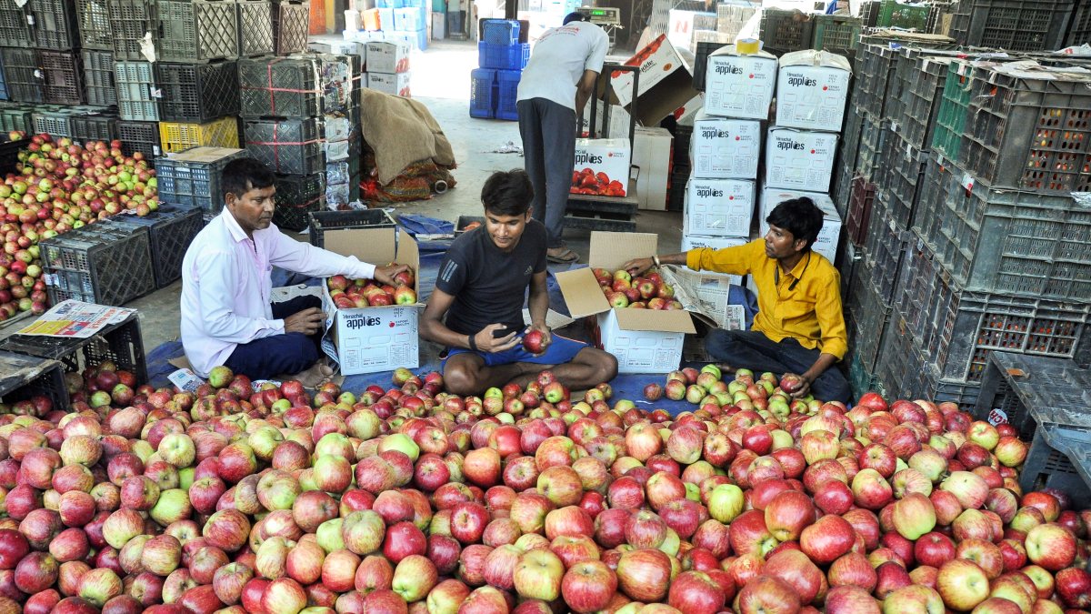 Apple packers busy grading harvest in Kullu