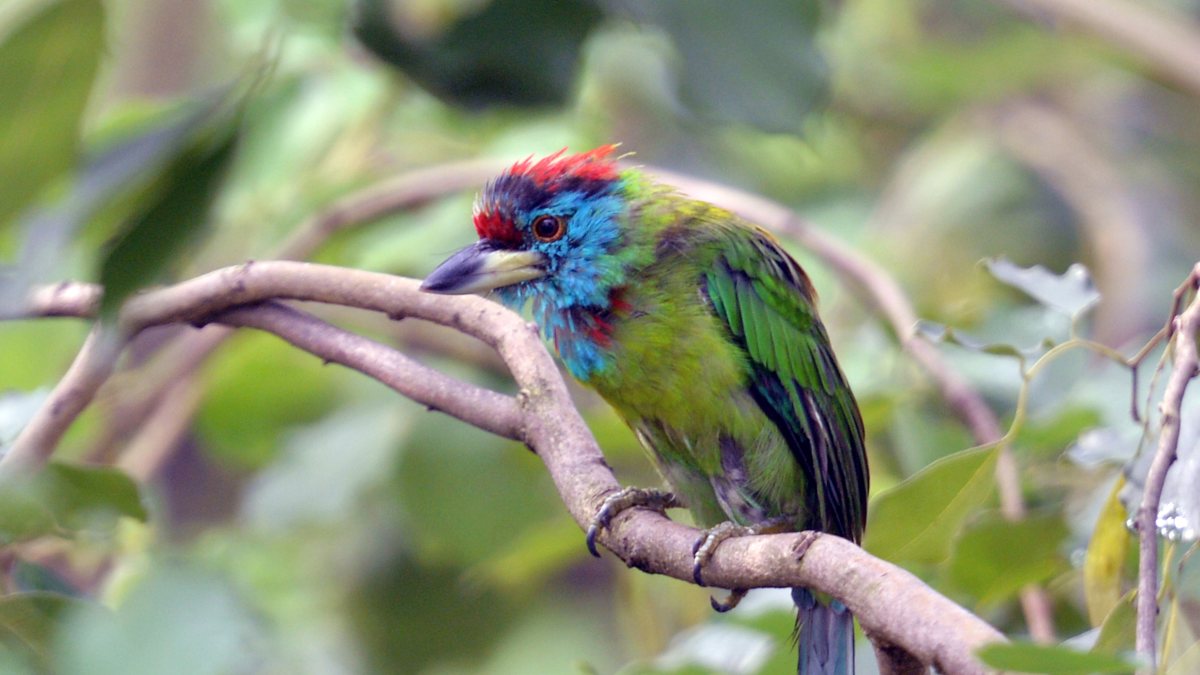 Blue-throated barbet perches on a tree branch in Siliguri