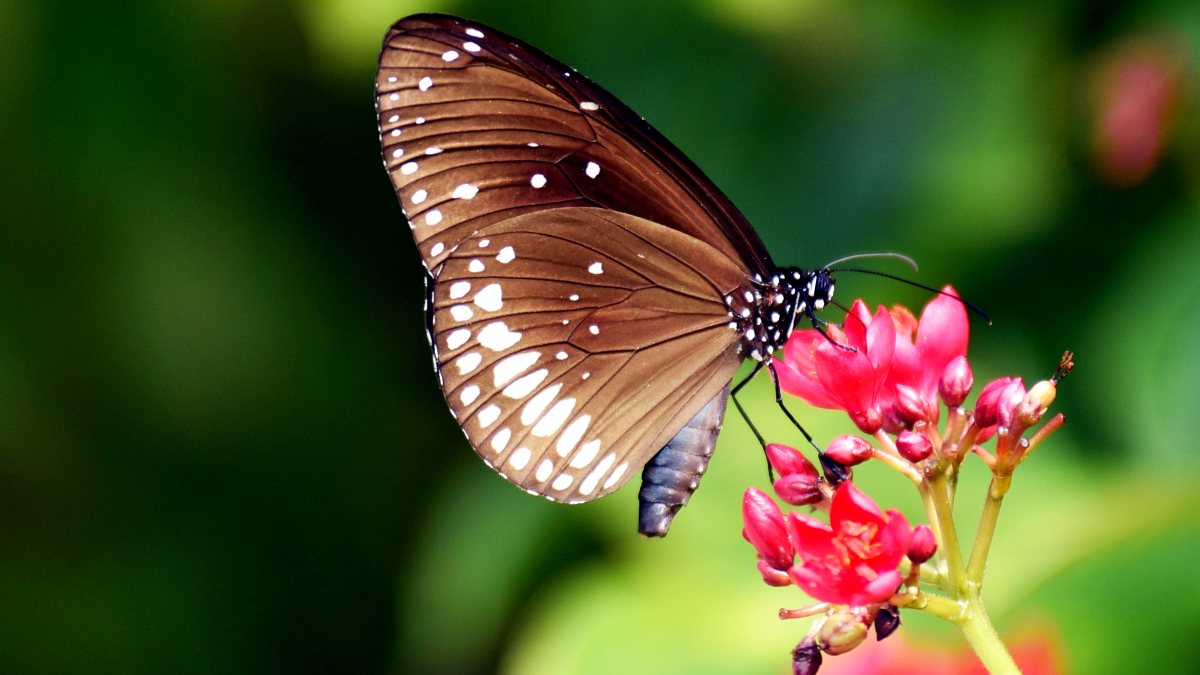 Butterfly rests on flower in Patna