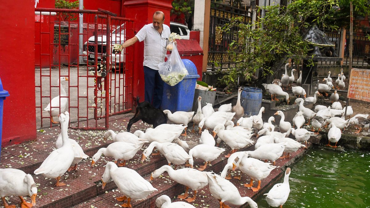 Man feeds geese near Jorpukhuri pond in Guwahati