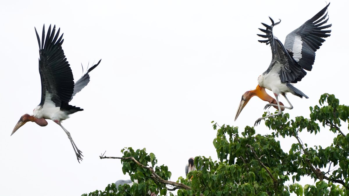 Greater adjutant storks fly during nesting in Morigaon