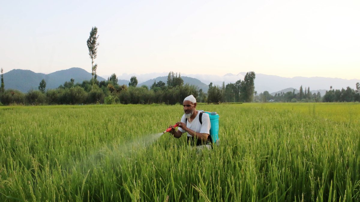 Farmer sprays pesticides on paddy crops in Anantnag village