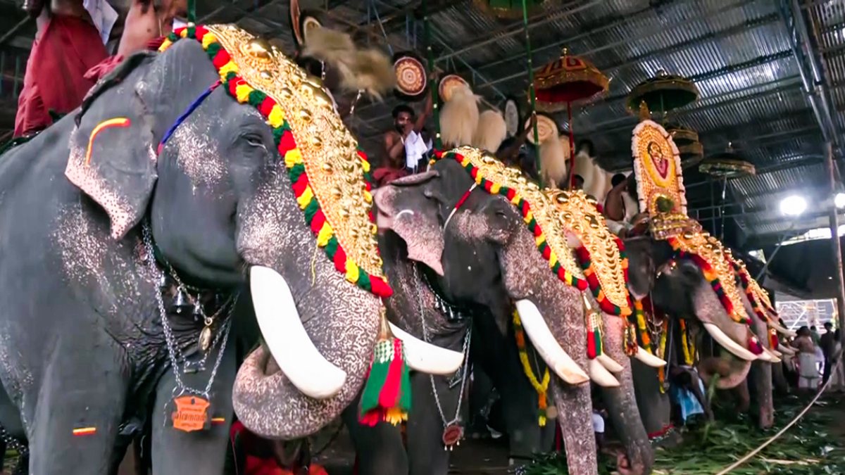 Elephants adorned for Thiruvonam at Thrikkakara Temple