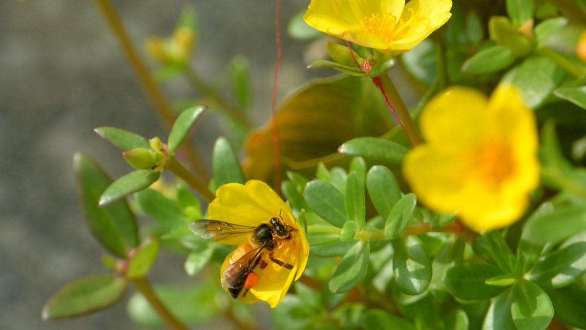 Swift butterfly collects nectar from buttercup in Siliguri