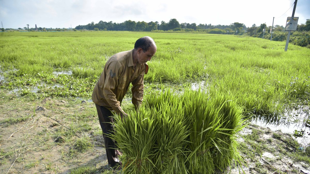 Flood-hit Nagaon farmer carries fodder for cattle