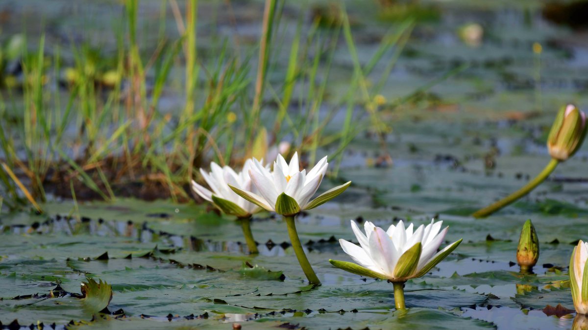 White lilies bloom in full glory in Nagaon pond