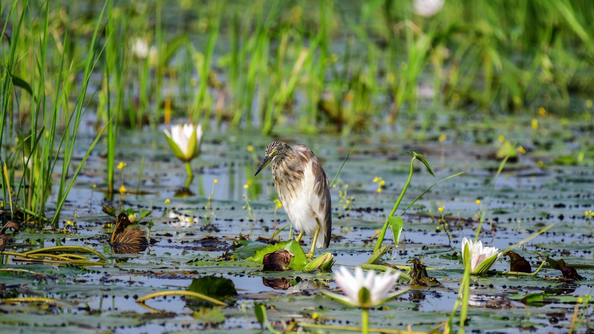 Heron hunts for food at Nagaon pond