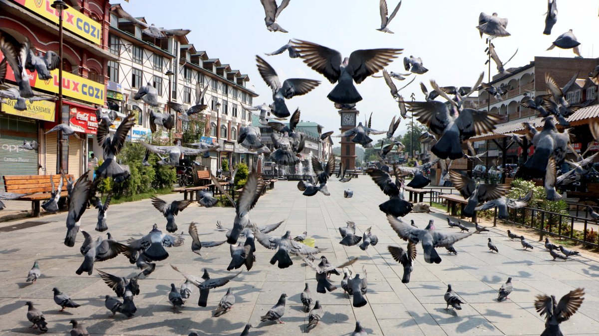 Pigeons flock near clock tower in Srinagar's Lal Chowk