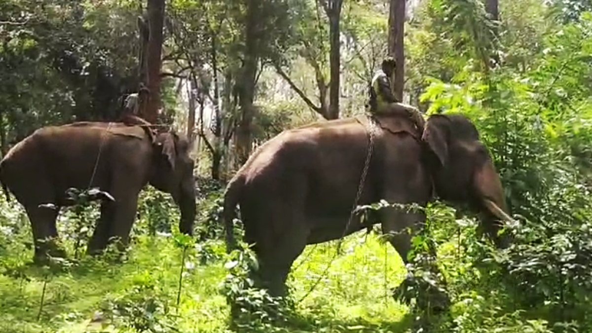 Tiger capture operation underway in Nilgiris after attacks